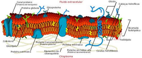 Membrana Celular Criaçãowiki A Enciclopédia De Ciência Da Criação