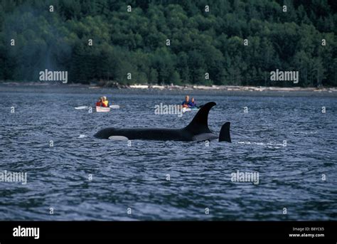 Orque Endangered Species Canada British Columbia Orca Of Killer Whale