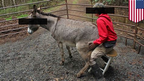Menhaving Sex With Donkeys