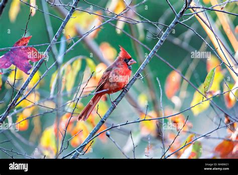 Northern Cardinal Cardinalis Cardinalis Perched On A Branch Stock Photo