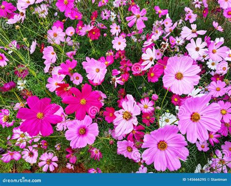 Cosmos Flowers Are Blooming Set To Background Stock Image Image Of