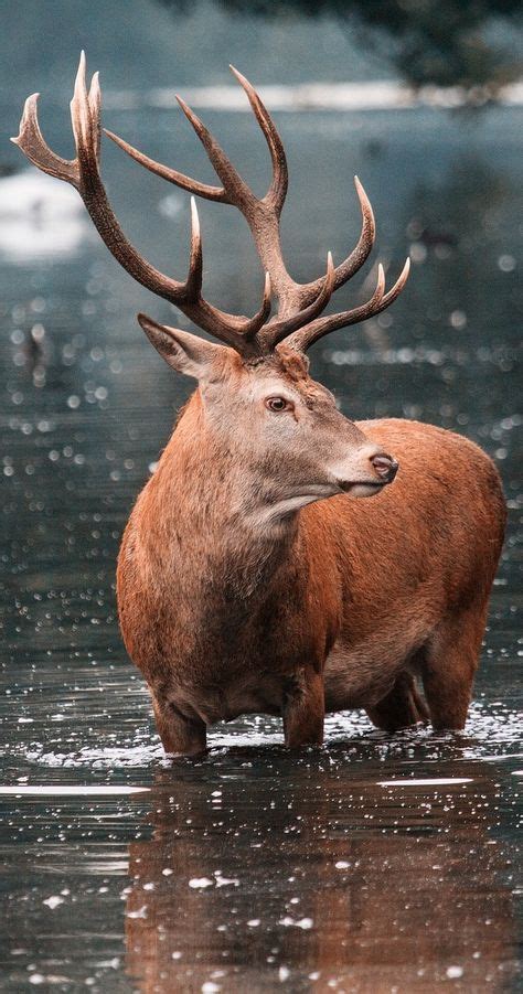 80 Deer Photos Ideas Deer Deer Photos Animals Wild