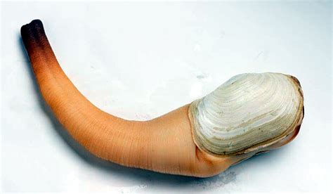 Pacific Geoduck Vic High