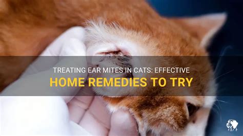 Treating Ear Mites In Cats Effective Home Remedies To Try Petshun