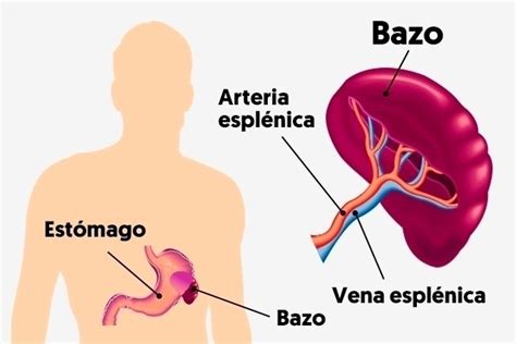 Rotura Del Bazo Principales Síntomas Causas Y Tratamiento Maestria