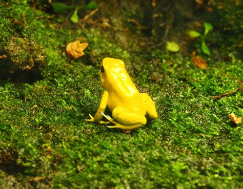 Golden Poison Dart Frog Phyllobates Terribilis Oct 13th 2018 Zoochat