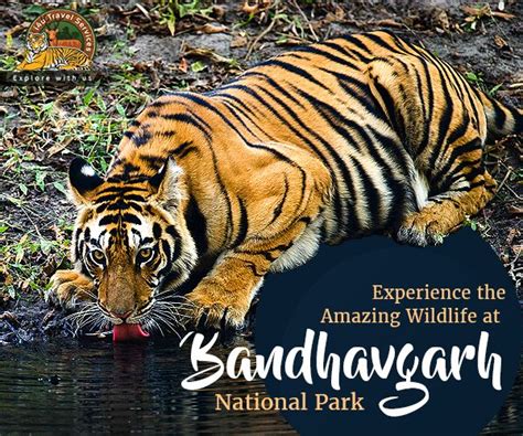 Jungle Safari In Bandhavgarh National Park