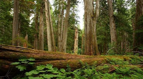 Only 3 Of Bcs Old Growth Forest Is Highly Productive
