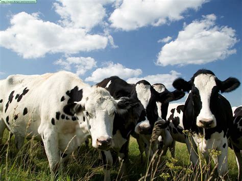 Fotos De Toros Y Vacas