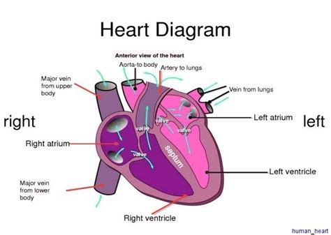 Heart Diagram Anatomy System Human Body Anatomy Diagram And Chart