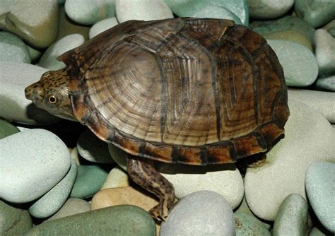 Razorback Musk Turtle Pet Turtles That Stay Small Pet Turtle Musk