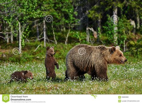 Mother Bear And Cubs Stock Photo Image Of Cute Protective 56865886