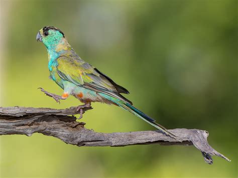 Golden Shouldered Parrot Arnold Faulks Photography