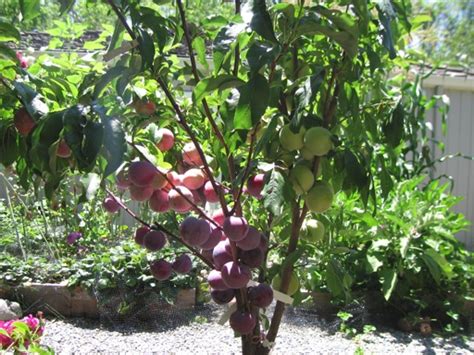 And like many plants grown indoors, indoor fruit trees tend to have prolonged growing seasons, meaning you will have fresh fruit right in the comfort of your home. Puttering In The Garden » Multi-grafted Pluot Tree