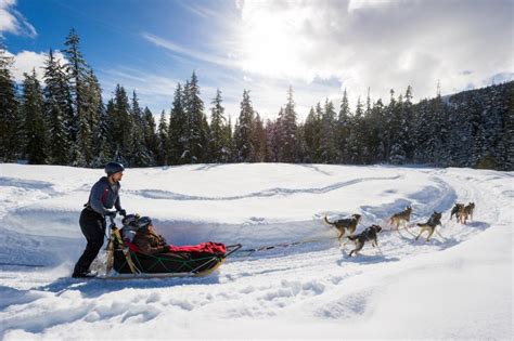 Dog Sledding Canadian Wilderness Adventures Whistler Bc