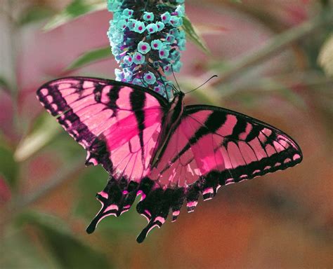 So Pretty 30 Beautiful Examples Of Butterfly Photography Digital