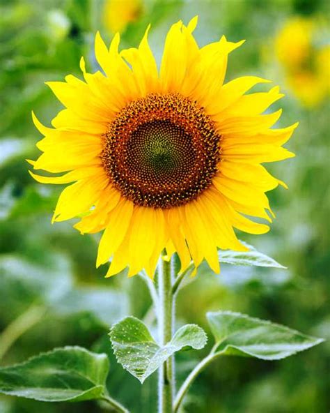 36 Most Beautiful Sunflower Images