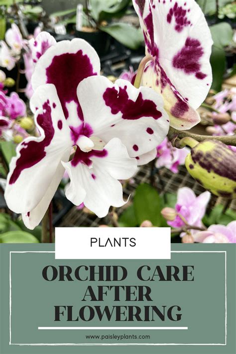 Orchid Care After Flowering Paisley Plants