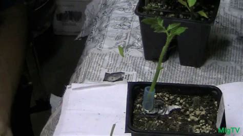How To Graft Tomato Plants Simple Youtube