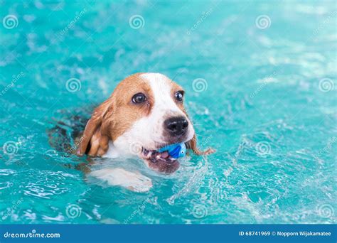 Little Beagle Dog Playing Toy In The Swimming Pool Stock Image Image