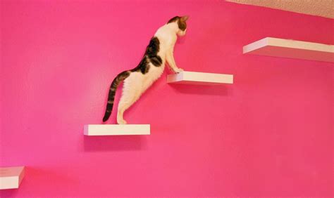 To set up your shelves, figure out where you want to put them. Ikea Lack shelves make elegant cat climbing structure ...