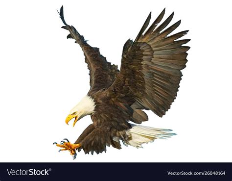 Bald Eagle Attack Swoop On White Royalty Free Vector Image