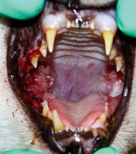 6 ways to keep canine teeth and cat teeth healthy. Why Teeth Removal is Best When Your Patient Has Feline ...
