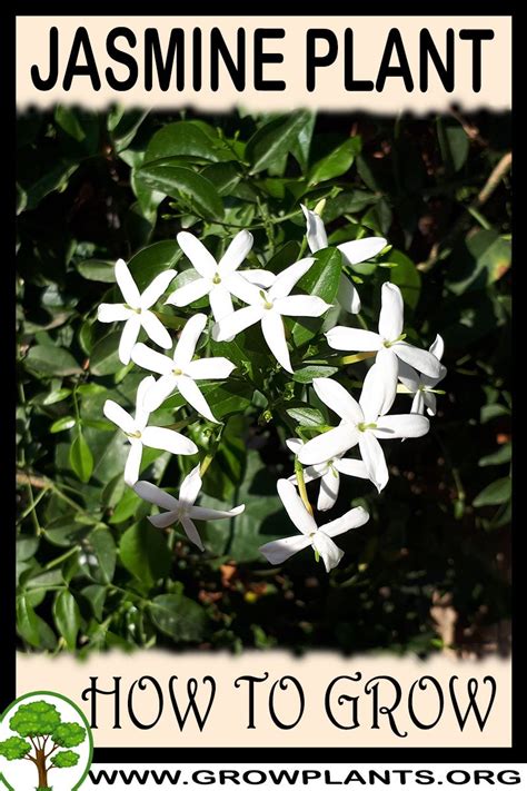 Jasmine Plant How To Grow And Care