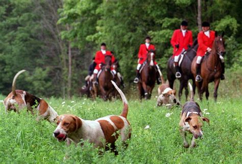 Fox Hunting But Not Fox Killing To Be Offered As An Elective Course