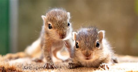 Squirrel Lifespan How Long Do Squirrels Live A Z Animals