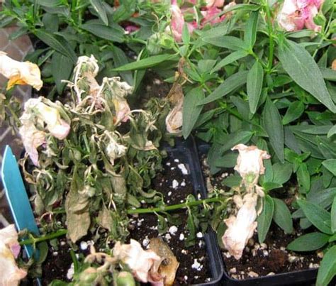 How To Deadhead Snapdragons A Complete Guide Plants Craze