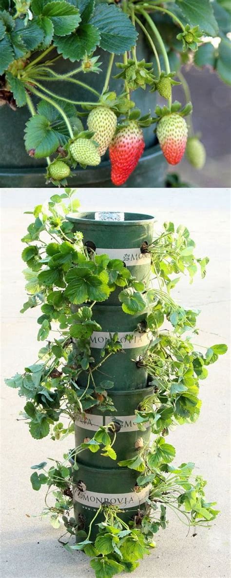 If you haven't done this already, look at some garden plans to gather ideas. 9 Creative DIY Upcycle Ideas For The Garden | Balcony ...