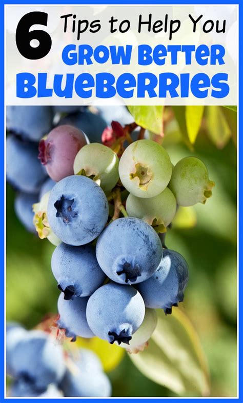 6 Tips To Help You Grow Better Blueberries A Cultivated Nest