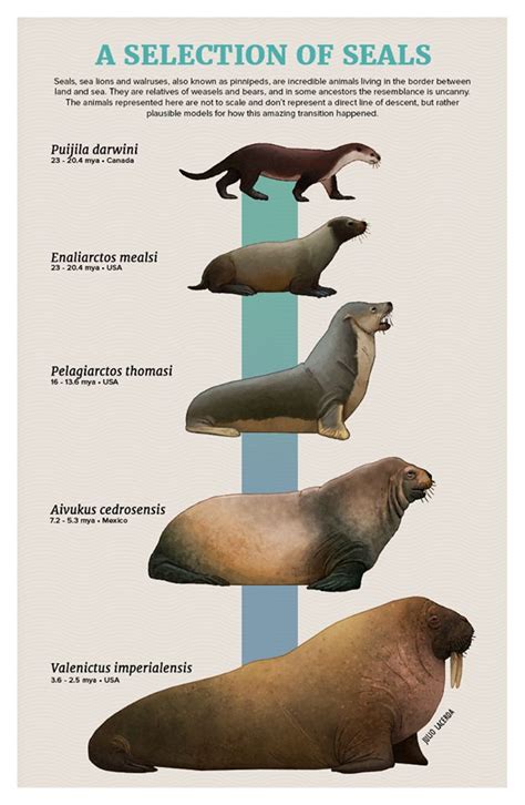 A Selection Of Seals
