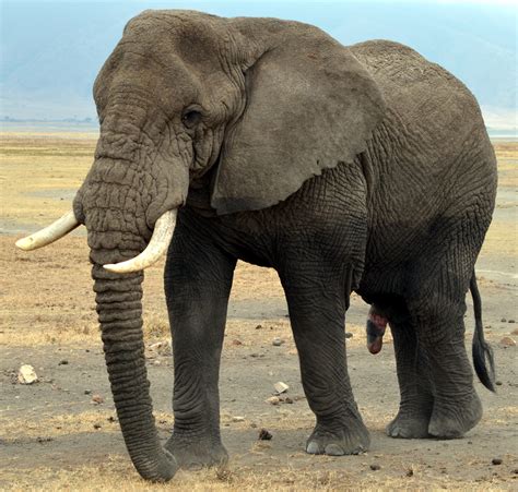 Differences Between African And Asian Elephant Upalich