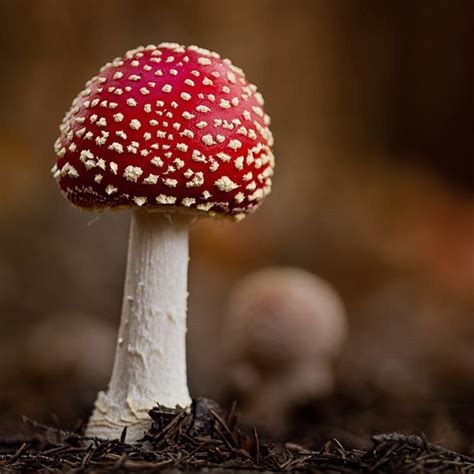 46 Magical Wild Mushrooms You Wont Believe Are Real