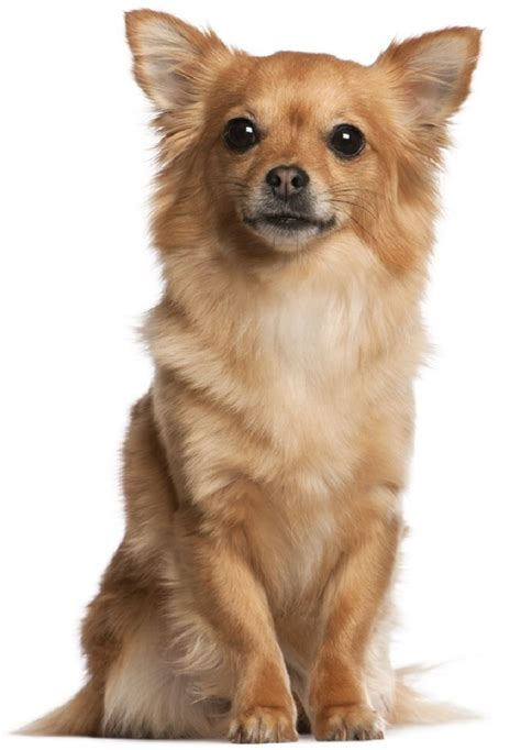 Top 10 Cutest Small Dog Breeds Top Inspired