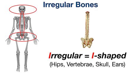 Types Of Bones In The Human Body Skeletal System Labeled Diagram And Examples — Ezmed