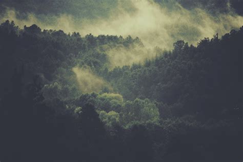 Misty Forests In Italy 4k Wallpaper