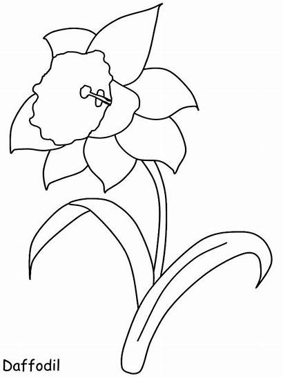 Daffodil Flowers Coloring Spring Flower Pages Printables