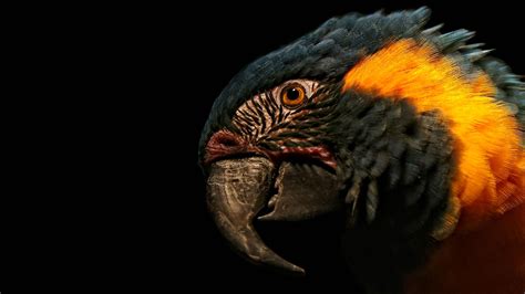 Wallpaper Parrot Feathers Beak Head Wing Fauna Perching Bird