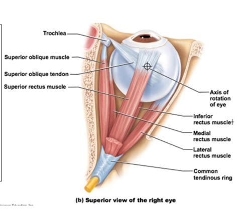 Eye Movements Cranial Nerves Flashcards Quizlet