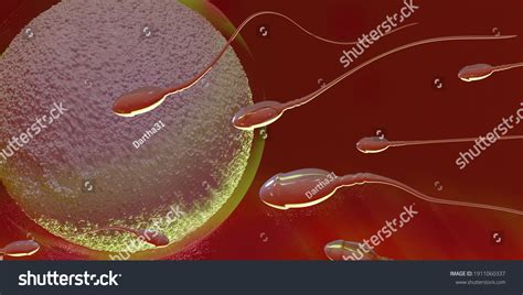 male sperm cells move egg process stock illustration 1911060337 shutterstock