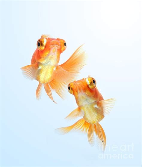 1000 Images About Goldfish On Pinterest Fish Still Life And Ash Grey