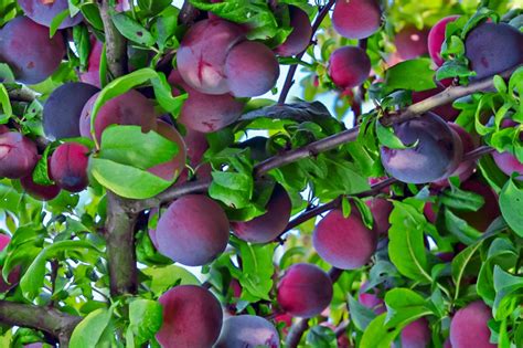 Dwarf Fruit Trees For Central Florida Easy Growing Dwarf Fruit Trees
