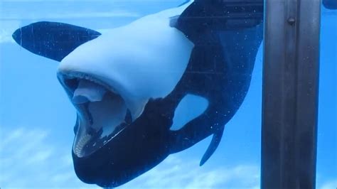 Killer Whale Up Close Tour At Seaworld Orlando Makaio Youtube