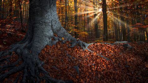 Premium Photo Beech Forest In Autumn