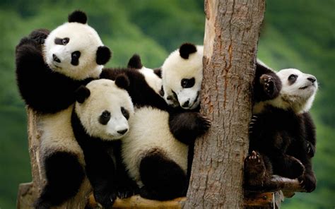 35 Wallpaper Panda Biru Hd Ani Gambar
