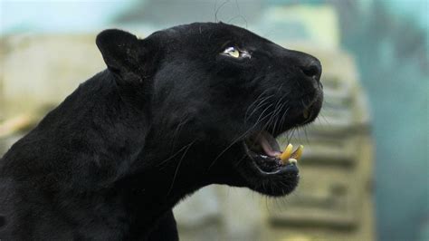 Jaguar Panther Tarsha Barrios
