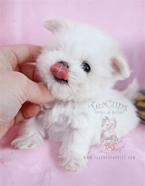 Teacups Puppies And Boutique Special Delivery Beautiful